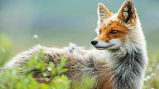 Fox standing field grass flowers - a fox free wallpaper