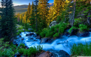 Stream water forest trees rocks - a stream of water free wallpaper