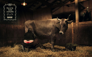 Man kneeling cow barn hay - camille bouvagne free wallpaper