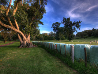 Fenced area tree sheep grass - anson maddock free wallpaper