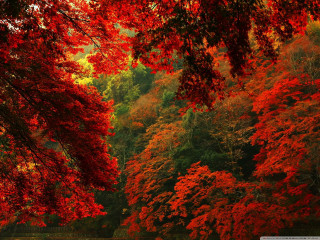 Red forest river autumn leaves - lot free wallpaper