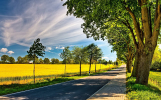 Road fence trees field blue 2 - a field in the background free wallpaper