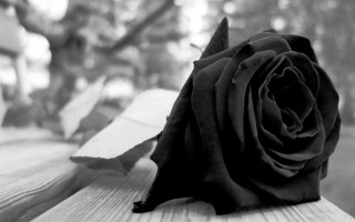 Black rose wooden bench park - andrey yefimovich martynov free wallpaper