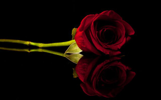 Red rose black background reflection - the surface free wallpaper