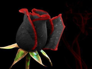 Black rose red tips green - a green stem free wallpaper