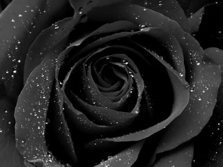 Black rose water droplets black - ann thetis blacker free wallpaper for desktop