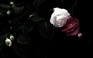 White red rose dark leaves 2 - claire dalby free wallpaper