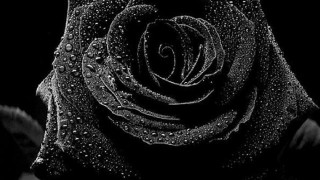 Black white rose water droplets 2 - petal free wallpaper
