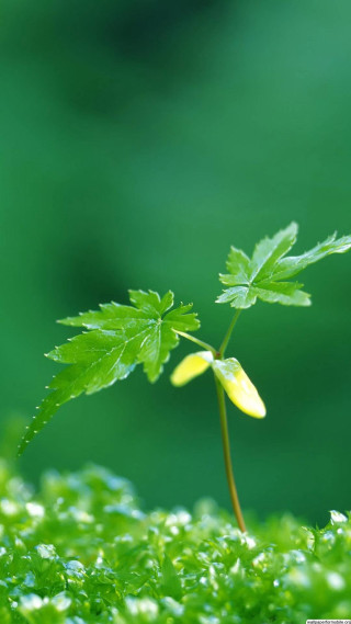 Small plant yellow flower grass 2 - free nature wallpaper for mobile