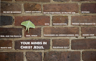 Brick wall green leaf poem - a poem free wallpaper