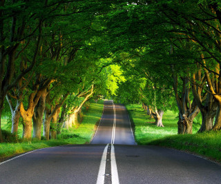 Tree lined road with grass 2 - a line of trees free wallpaper