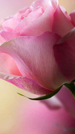Pink rose vase water droplets - romanticism free wallpaper for mobile
