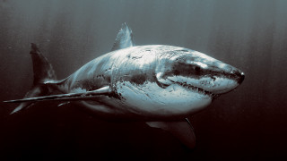 Great white shark black background - a great white shark swimming in the ocean free wallpaper
