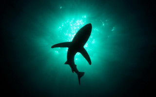 Shark swimming ocean nighttime green - green light free wallpaper for desktop