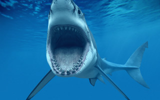Shark mouth open fish water - sharp high detail free wallpaper