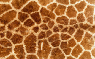 Giraffe pattern brown white colors - texture free wallpaper for desktop