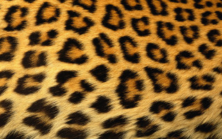 Cheetah print pattern image display - sharp high detail free wallpaper