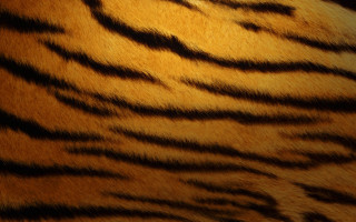 Tiger fur closeup black background - carlos trillo name free wallpaper