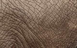 Elephant face trunk lightbrown texture - free textures wallpaper