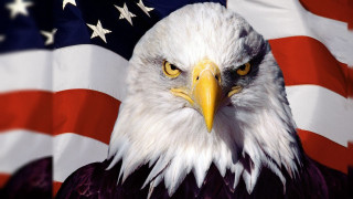 Bald eagle american flag background - a flag in the background free wallpaper