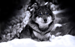 Wolf blue eyes snow woods - winter time free wallpaper