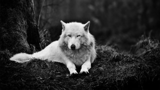 White wolf laying grass forest - a white wolf free wallpaper