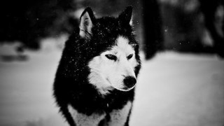 Husky dog walking snow black - husky free wallpaper for desktop
