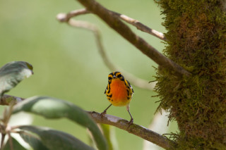 Small bird perched tree branch 5 - moss free wallpaper