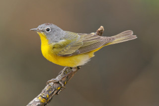 Yellow gray bird branch blurry - incoherent free wallpaper