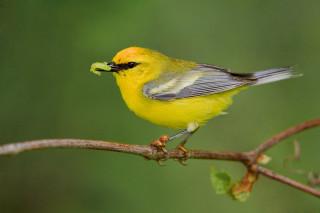 Small yellow bird food branch - a green background free wallpaper