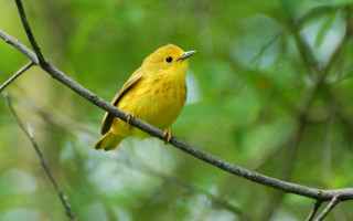 Yellow bird branch tree green - a yellow bird free wallpaper
