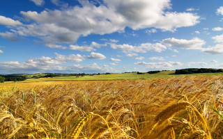 Wheat field blue sky clouds 24 - free summer wallpaper