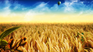 Hot air balloon wheat field - a hot air balloon free wallpaper