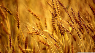 Close up wheat field blurry - heavy grain free wallpaper for desktop