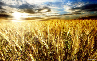 Wheat field cloudy sky sunlight - heavy grain free wallpaper