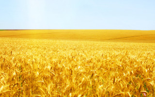 Wheat field blue sky lone - heavy free wallpaper