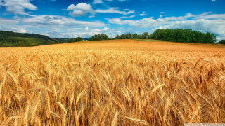 Wheat field blue sky clouds 23 - heavy grain free wallpaper