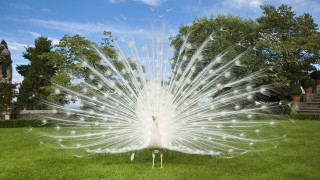 White peacock feathers spread grass 5 - david annand free wallpaper