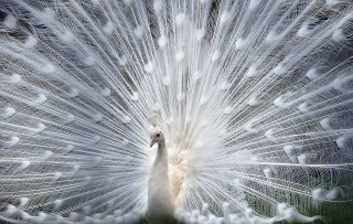 White peacock feathers spread tail - its tail free wallpaper