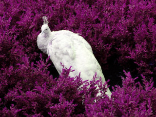 White bird purple bush head - its beak free wallpaper