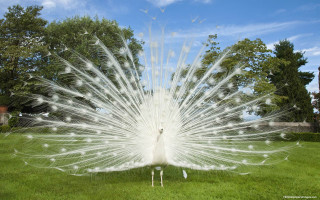 White peacock feathers grass trees - feather free wallpaper