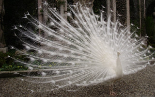 White peacock feathers gravel forest - a forest area free wallpaper
