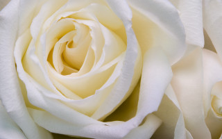 White rose closeup large petals - petal and petals free wallpaper