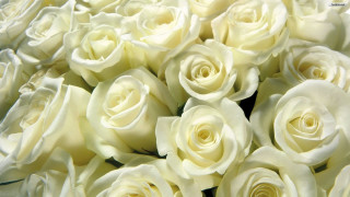 White roses bouquet closeup table - white rose free wallpaper