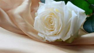 White rose beige cloth green - a white rose free wallpaper