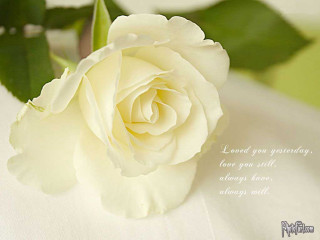 White rose quote tablecloth green - a tablecloth free wallpaper