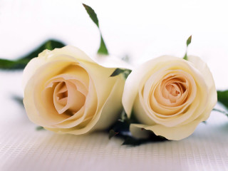 Two white roses sitting on 4 - a table together free wallpaper