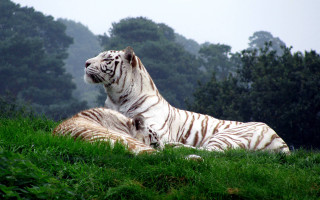 Two white tigers laying grass - david imms free wallpaper for desktop