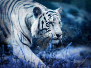 White tiger night field grass - a white tiger free wallpaper