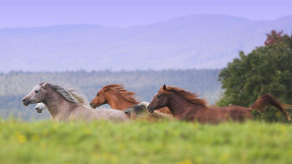 Horses running field grass mountains - the background and trees free wallpaper